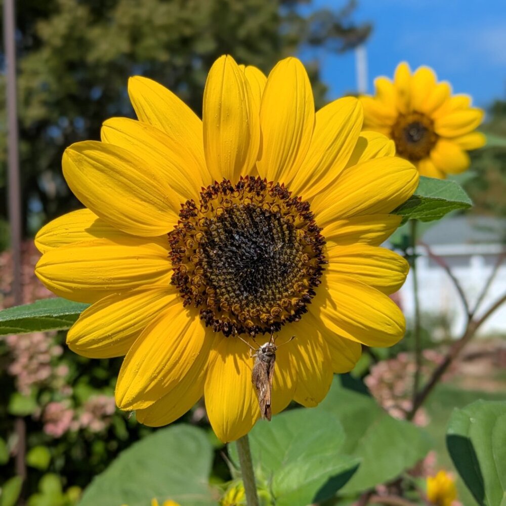 Meet your Posher, Sunflower